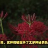 孑孓比喻什么样的人(07/02更新)
